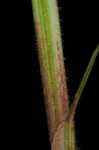 Swan's sedge